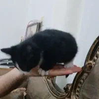 واگذاری گربه رایگان|گربه|مشگین شهر, |دیوار