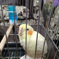 طوطی عروس هلندی لوتینو با قفس|پرنده|محمدیه-قزوین, |دیوار