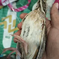 بلدرچین