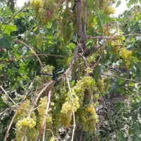 نهال بن دار انگور ۵تا ۶ ساله داربستی ریشه دار|خدمات باغبانی و درختکاری|شیراز, کاراندیش|دیوار