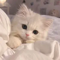 گربه نژاد بریتیش پرشین