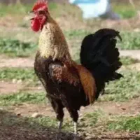 سلام خروس شب یلدا یک ملیون|حیوانات مزرعه|بازرگان, |دیوار