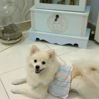 سگ پامرانین|سگ|تهران, توحید|دیوار