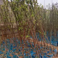 فروش نهال گلدانی فندق زردالو البالو انار بادام هلو
