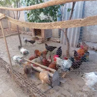 مرغ خروس محلی|حیوانات مزرعه|بهشهر, |دیوار