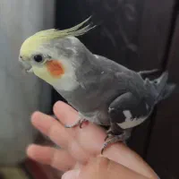 پرنده|پرنده|سیرجان, |دیوار