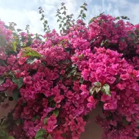 نهال گل کاغذی. دره شهر