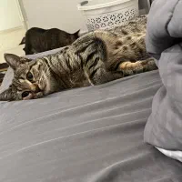 سرپرستی گربه|گربه|محمدیه-قزوین, |دیوار