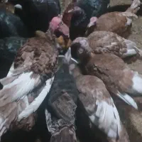 بیست بوقلمون با جوجه|حیوانات مزرعه|سقز, |دیوار