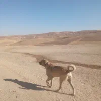 واگذاری سگ پژدر 4و نیم ساله
