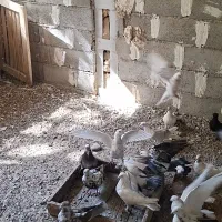 تعدادی کبوتر پرشی سالم و سرحال