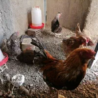 مرغ و خروس اصیل محلی