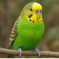 دوعدد مرغ عشق زیبا
