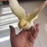 عروس هلندی|پرنده|بومهن, |دیوار