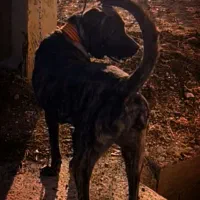 سگ سرابی|سگ|بروجرد, |دیوار