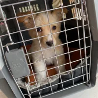 پامراشپیتز