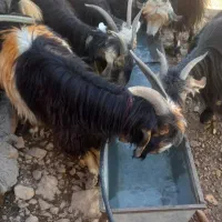 بیگ نر روزگاری