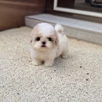 Poodle پودل قهوه‌ای|سگ|تهران, منیریه|دیوار