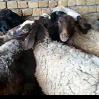 ذبح وقربانی گوسفندباقصاب حرفه ای
