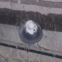 کفتر ابلغ کاکلی جوجه زردی