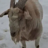 چپش بوئر ۷۵درصد