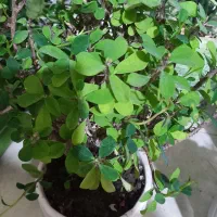 اگلونما برفی زینتی وباشکوه وگل مرجان|گل و گیاه طبیعی|شیراز, زرهی|دیوار