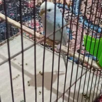 مرغ ماده|پرنده|ایلام, |دیوار