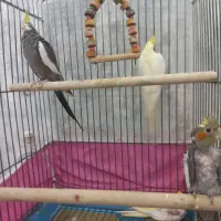 جفت عروس هلندی سخنگو مولد با جوجه|پرنده|اردبیل, |دیوار