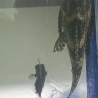 لجنخوار (گربه ماهی)