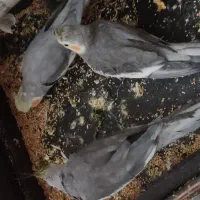 عروس سخنگو بالغ توضیحات بخون
