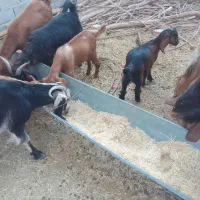 کهره برای فروش|حیوانات مزرعه|زرین دشت (فارس), |دیوار