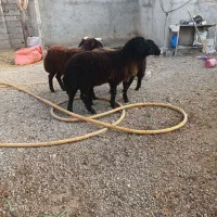 ۳ راس بره ماده دامازدق|حیوانات مزرعه|اردبیل, |دیوار