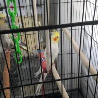 عروس طوطی|پرنده|قم, چهار امامزاده|دیوار