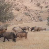 فروش میش داشتی