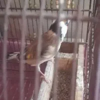سهره سر سیاه|پرنده|شیراز, کرونی(خاتونک)|دیوار
