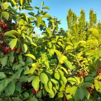 مدارک گم شده