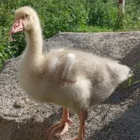 جوجه غوغاز لیندا 2ماهه