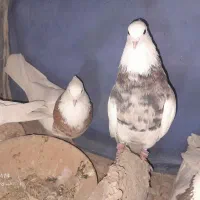 سلام همه سالم هستن