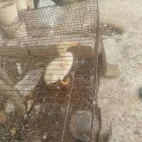 جوجه اردک|پرنده|شیراز, نیستان|دیوار
