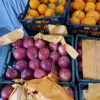 سیب و پرتقال درجه یک بارتازه فقط با سبد|عمده‌فروشی|تالش, هشتپر|دیوار