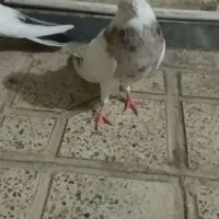 کفترطوقی|پرنده|قم, بلوار امین و ساحلی|دیوار