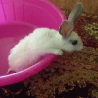 خرگوش باهوش و خوشگل