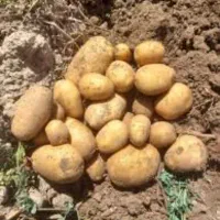 سیب زمینی آکریا