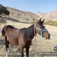 فروش مادیان