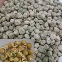 بذر نخود فرنگی ولف هلند