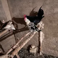 بوقلمون نرو ماده فروشی