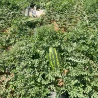 هندوانه بیضی فروش
