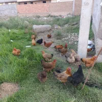 مرغ|حیوانات مزرعه|پارس‌آباد, |دیوار