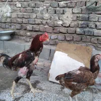 مرغ خروس لاری