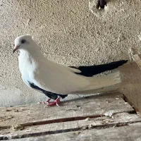 کفتر رنگی|پرنده|قم, حنیف نژاد|دیوار